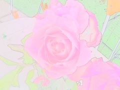 Immagine profilo di fiore121271